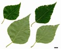 SpeciesSub: subsp. szechuanica